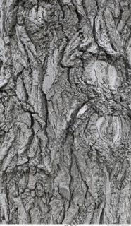 wood tree bark 0003